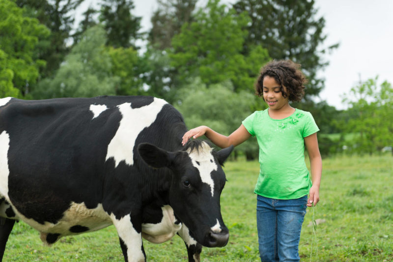 young girl with a cow