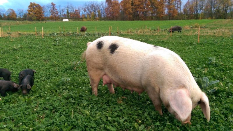 sow grazes on pasture with piglets