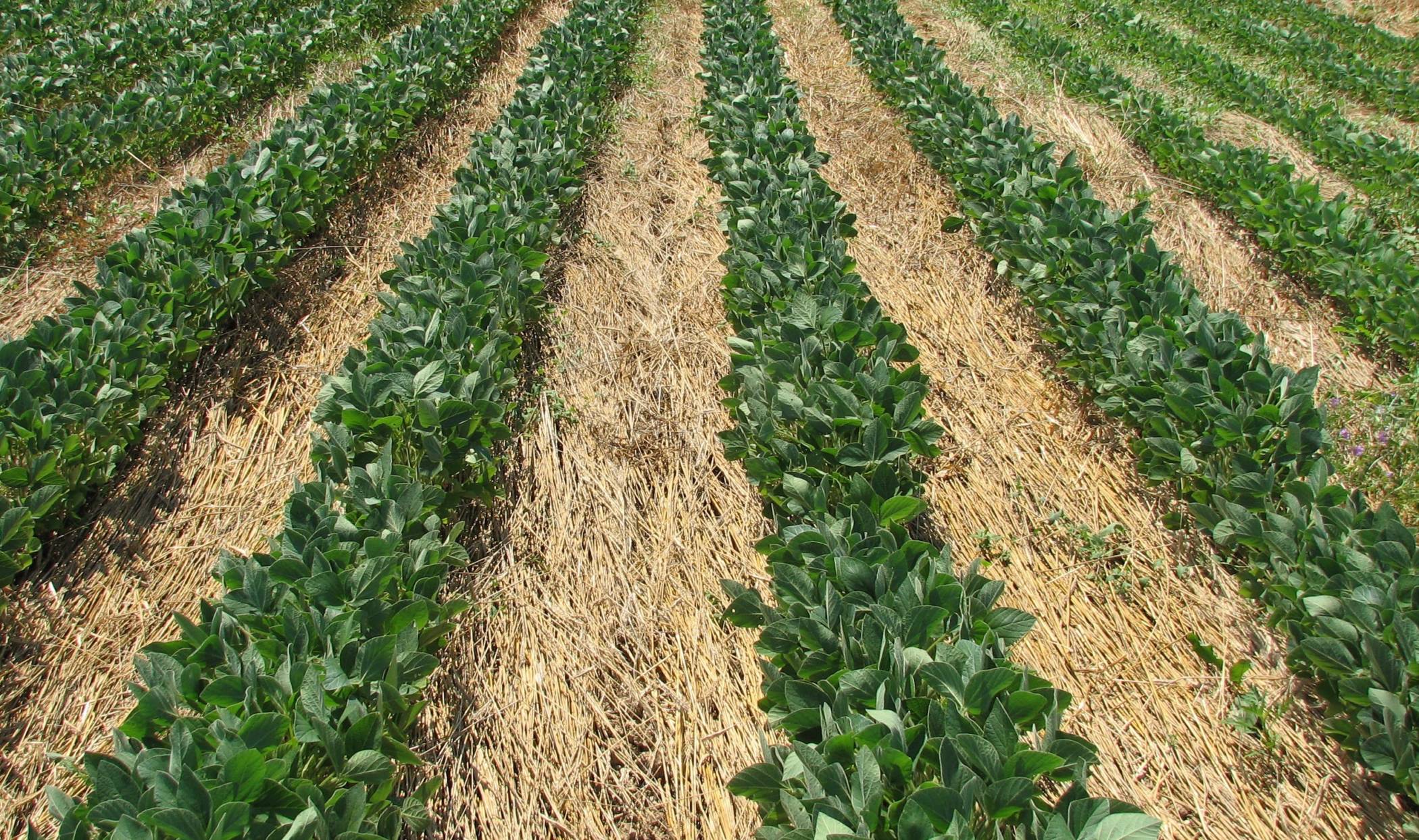 rodale organic soybeans
