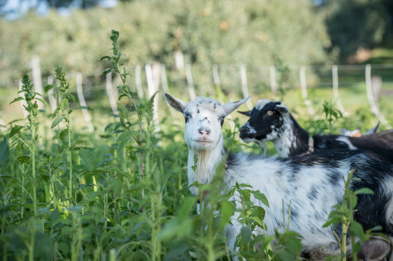 grazing goats