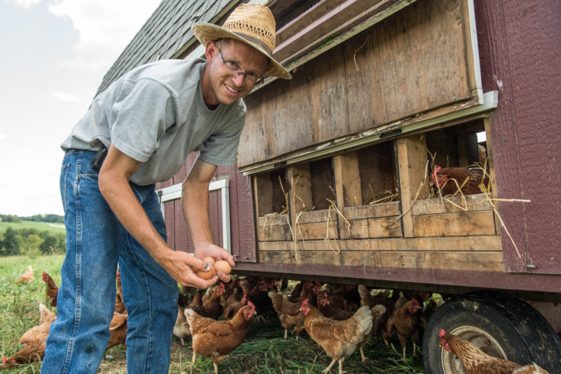 greg stricker and his chickens