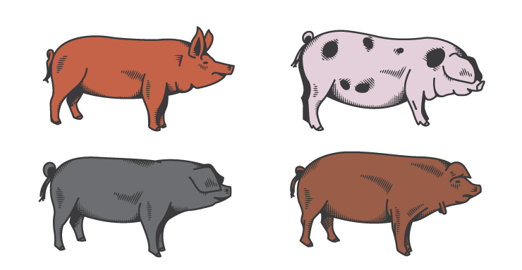 hog heritage breeds
