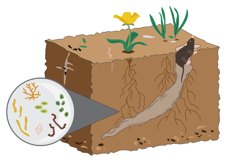 soil is alive graphic